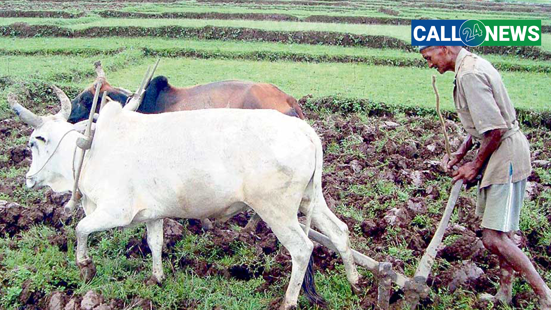 गोरु पाल्ने किसानलाई प्रोत्साहन भत्ता