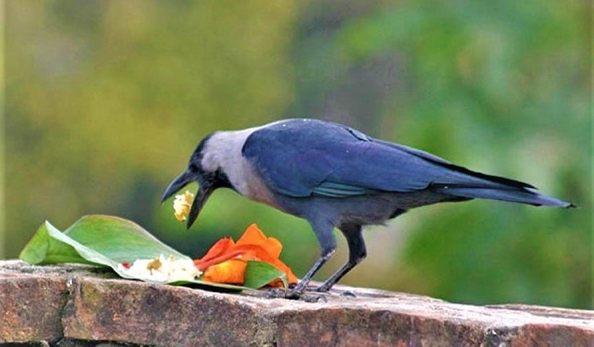 सुरु भयो यमपञ्चक, काग तिहार आज मनाइँदै