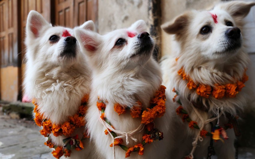 तिहारको दोस्रो दिन आज कुकुरकाे पूजा गरिँदै