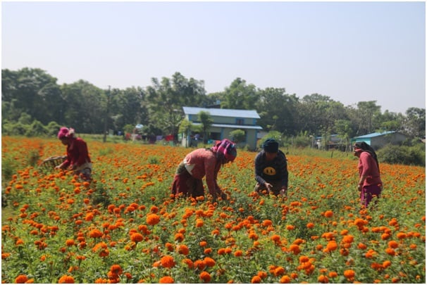 आयश्रोतको माध्यम बन्दै पुष्पखेती