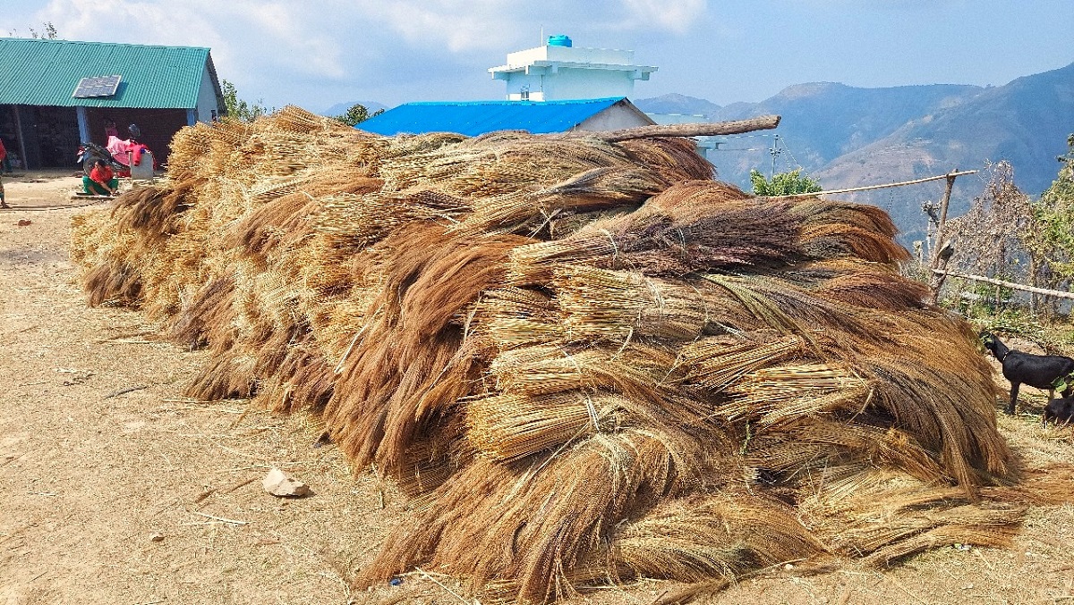 कबुलियत वनमा लगाइएको अम्रिसो बेचेर ३ करोड बढी आम्दानी, बंगलादेशसम्म हुन्छ निर्यात