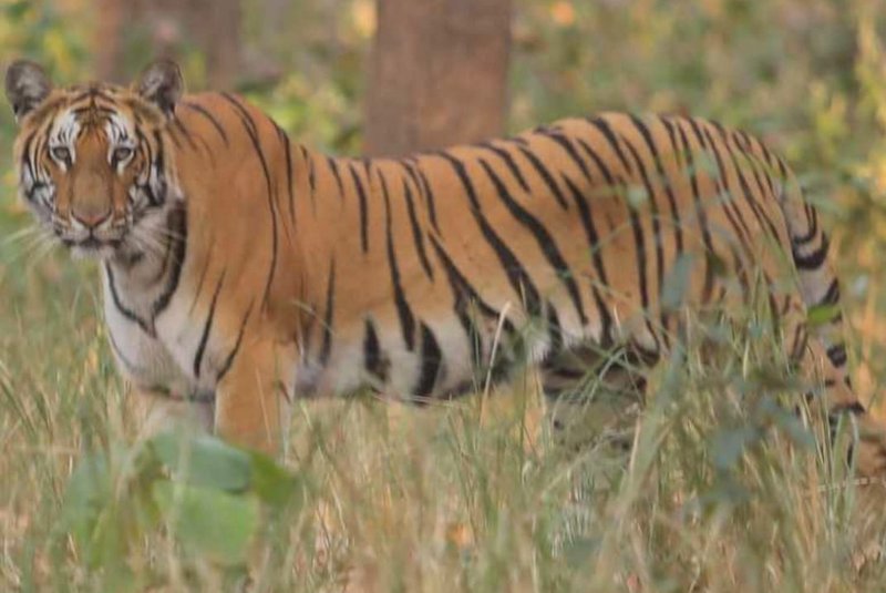 बाघले सँगै हिँडिरहेकी बहिनीलाई समात्यो, दिदी जोगिइन्