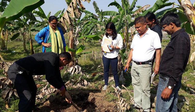 केरामा देखिएको रोग नियन्त्रण गर्न कैलालीका किसानको माग