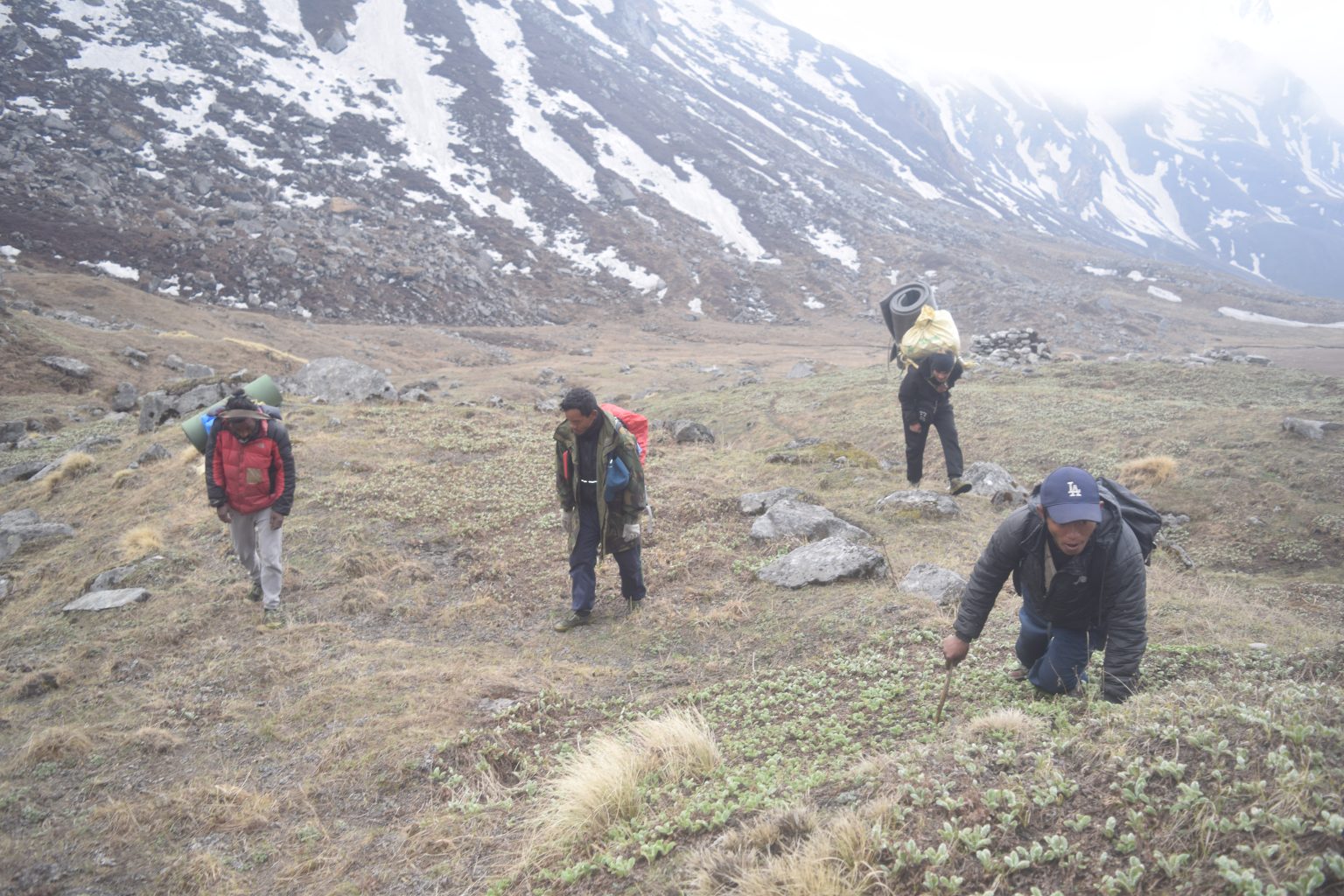 यार्सा सङ्कलन गर्न गएका मुगुका चार जना बाटोमै अस्ताए ,एक सिकिस्त