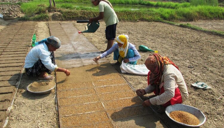 मेसिनले धान रोपाइँ गर्न ‘ट्रे’ मा बीउ उमार्दै कञ्चनपुरका किसान