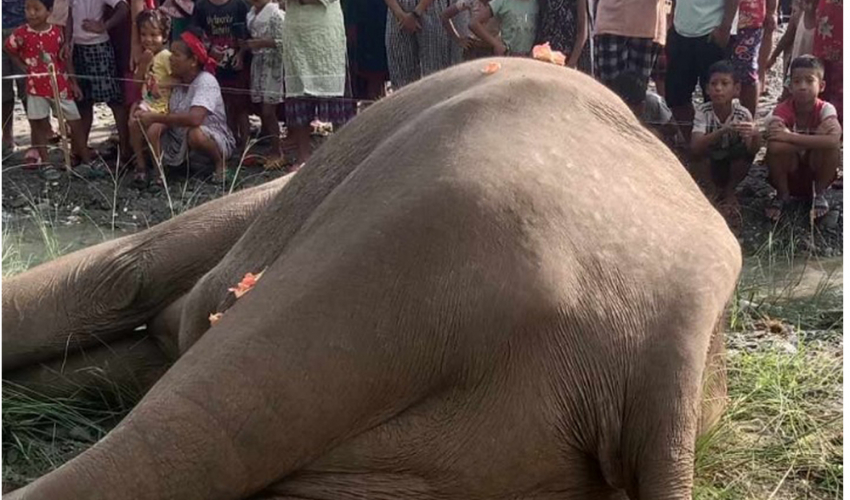 खोला किनारमा हात्ती मृत भेटियो