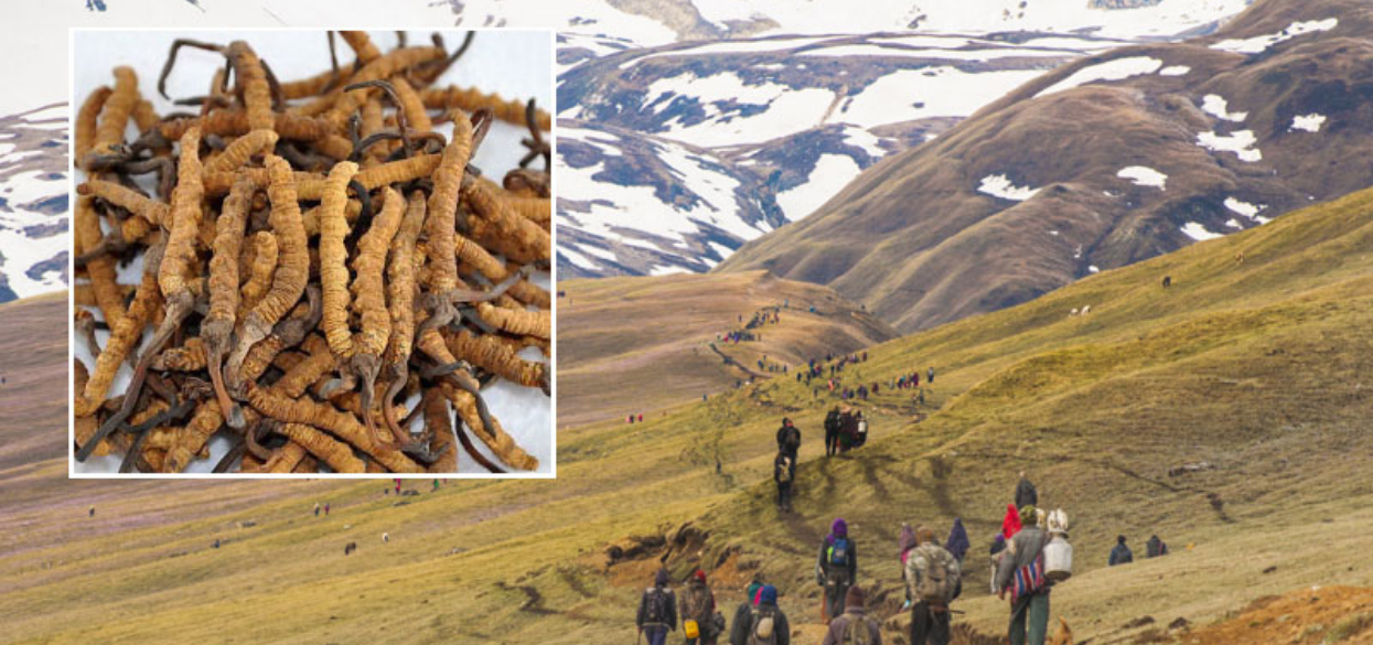 यार्सागुम्बा सङ्कलनमा गएकाहरूबाट एक करोड २५ लाख राजस्व उठ्यो