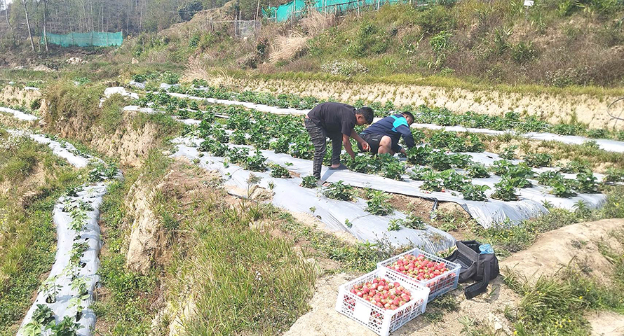 स्ट्रबेरी खेतीतर्फ आकर्षित हुँदै भोजपुरका किसान