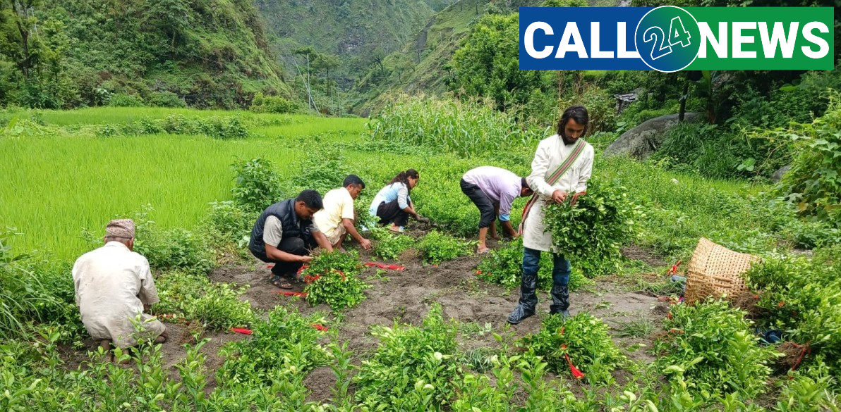 बाजुरामा एक वर्षमा ४३ हजार बढी फलफूलका बिरुवा रोपिए