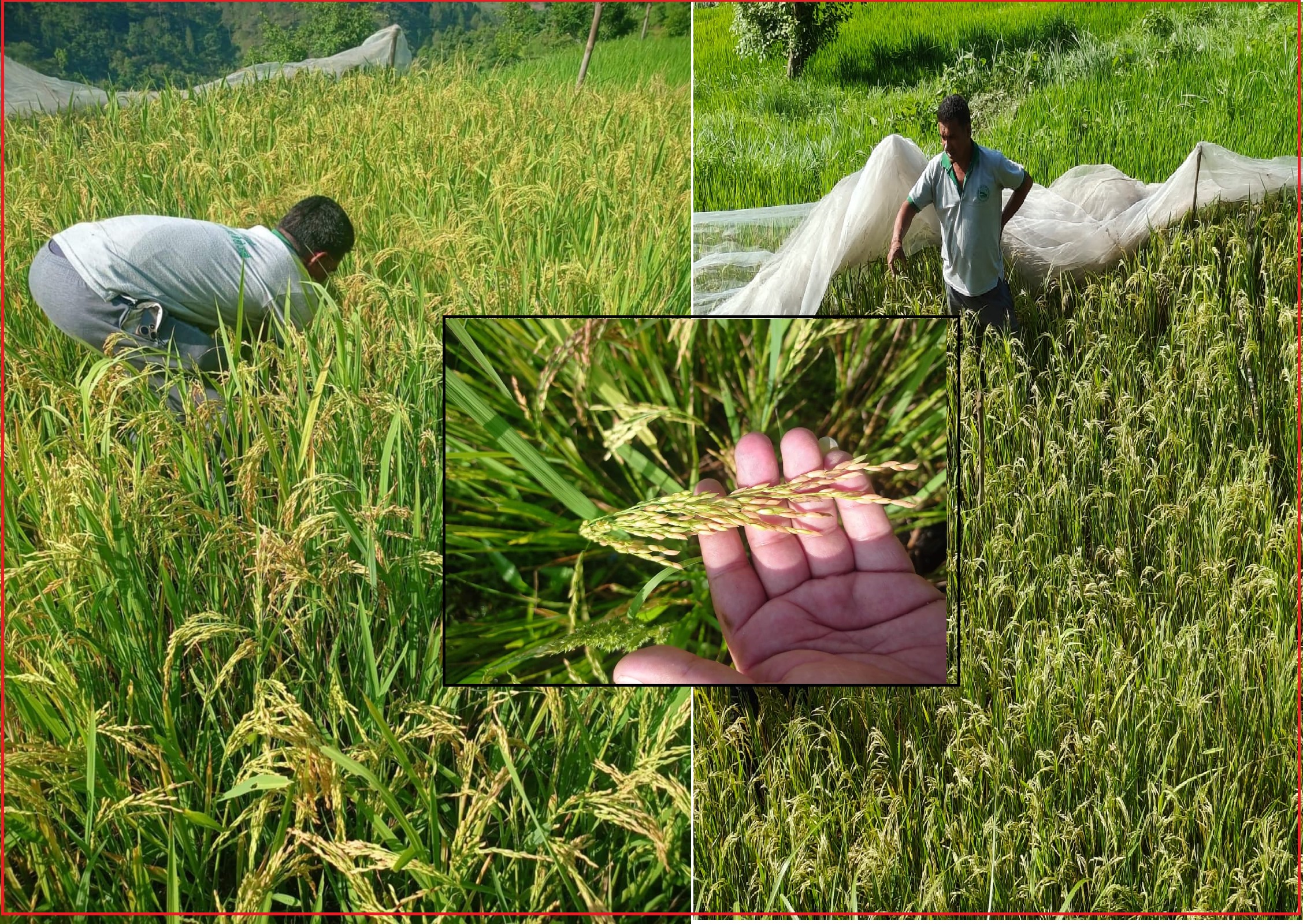 आहा ! डडेल्धुरामा चैते धान