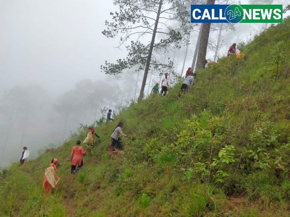 बैतडीका सामुदायिक वनमा रोपियो दस हजार बिरुवा