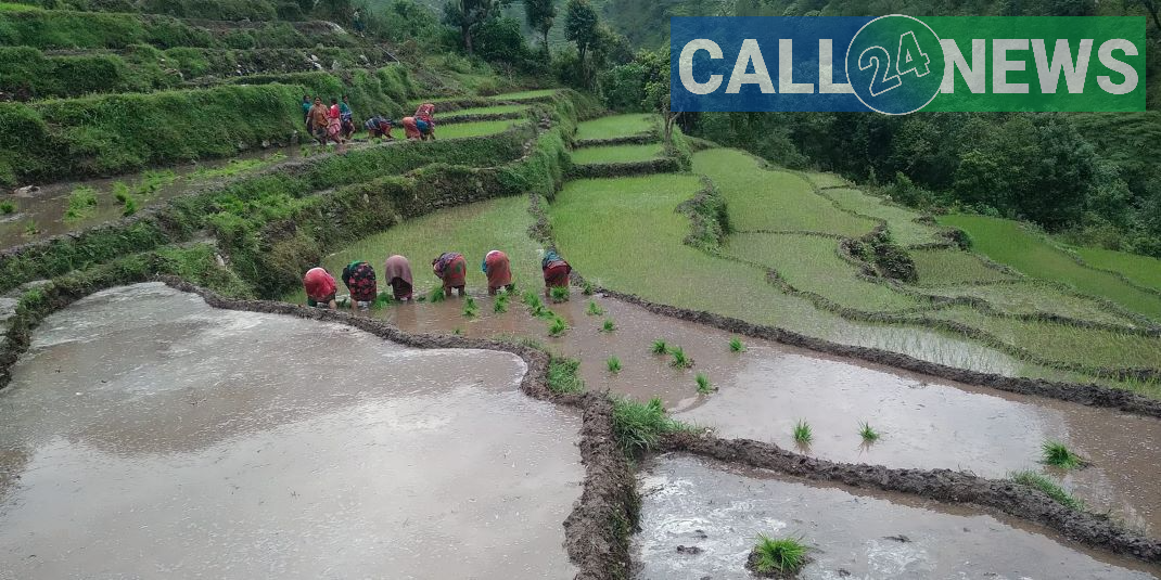 बाजुरामा ८० प्रतिशत रोपाइँ सम्पन्न