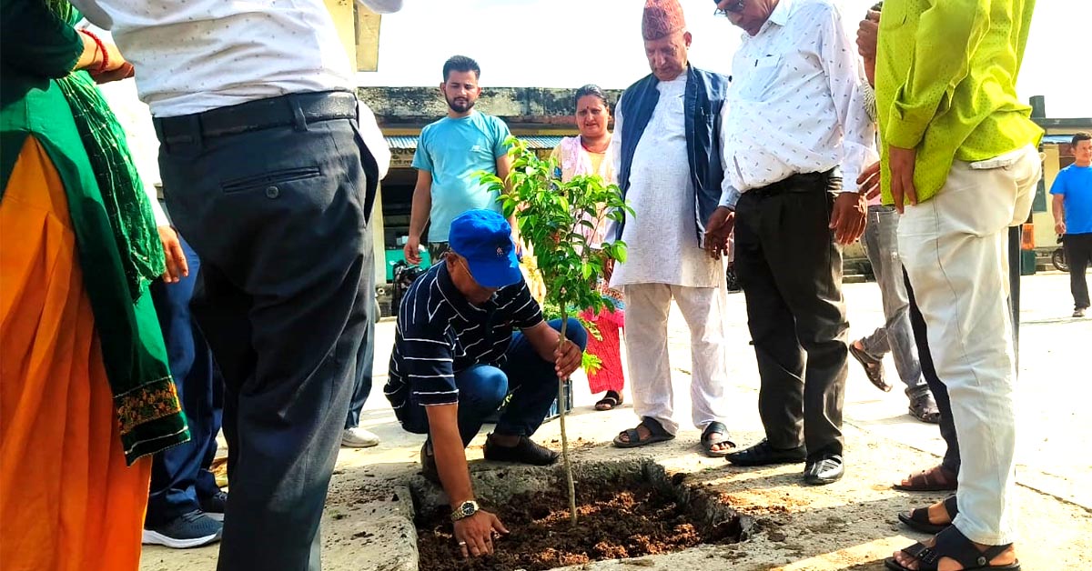 अत्तरियामा रहेको कृषि उपज थोक हाटबजार परिषरमा विरुवा रोपिए !