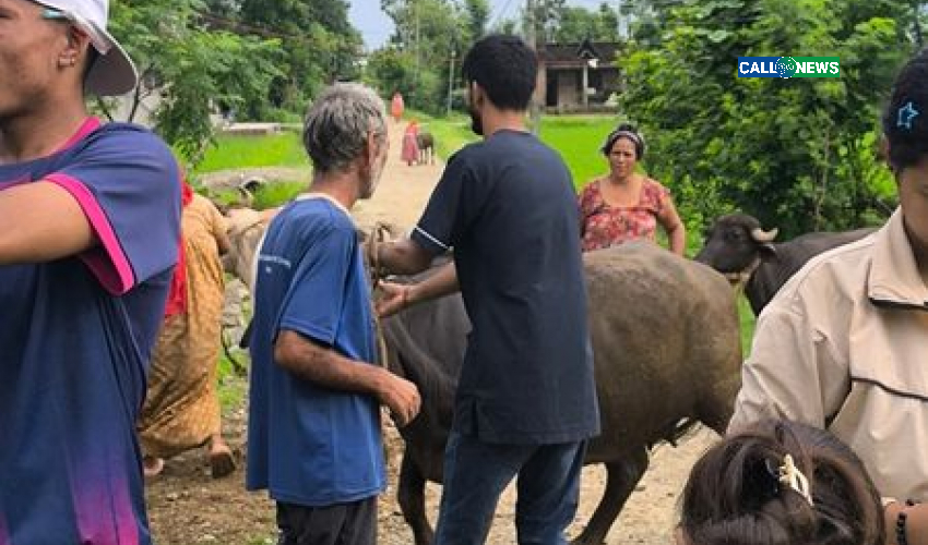 धनगढी उमहानगरपालिका भित्र रहेका ८९५ पशुहरुलाई लगाइएयाे खोरेत रोग बिरुद्धको भ्याक्सिन