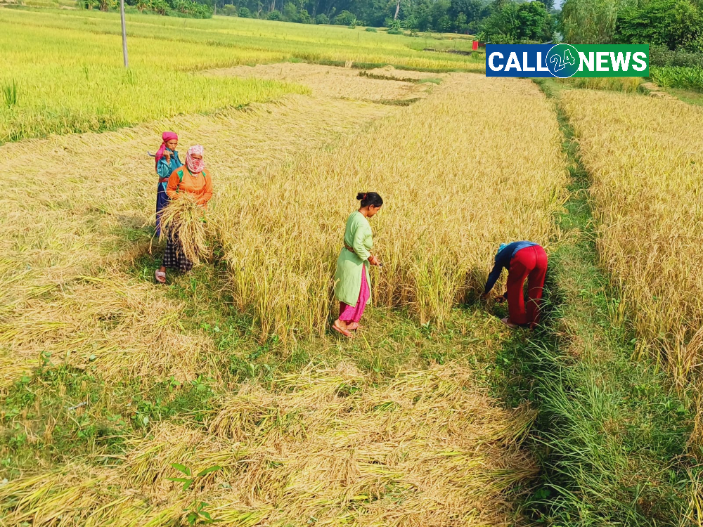 खेतमा पाकेको धानबाली भित्र्याउन भ्याइनभ्याइ : कैलालीका किसान