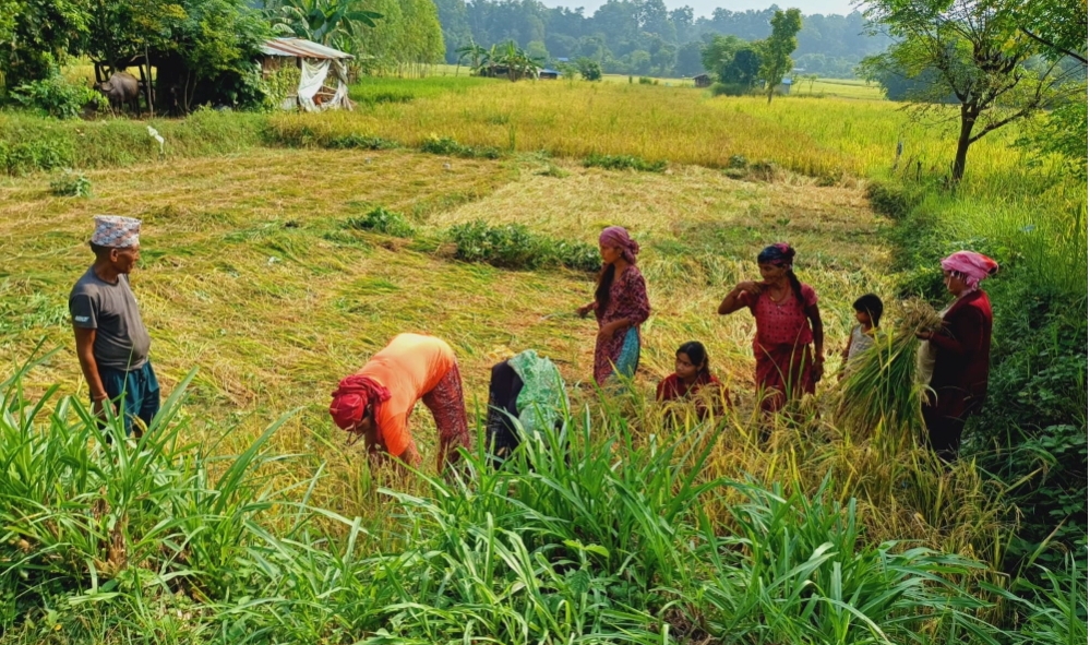 कैलालीका किसानलाई धान काट्न चटारो (फोटो फिचर)