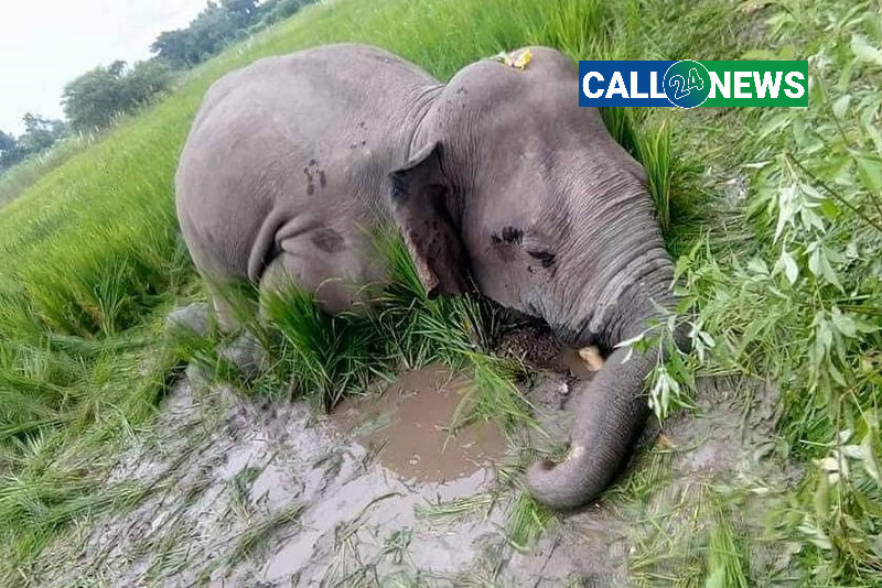 वयस्क पोथी हात्ती शुक्रबार मृत फेला