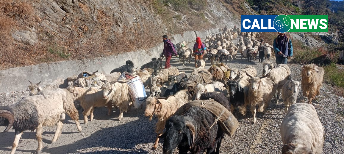 जाडोयाम सुरु भएसँगै बाजुराका भेडीगोठ औलतिर सर्न थाले !