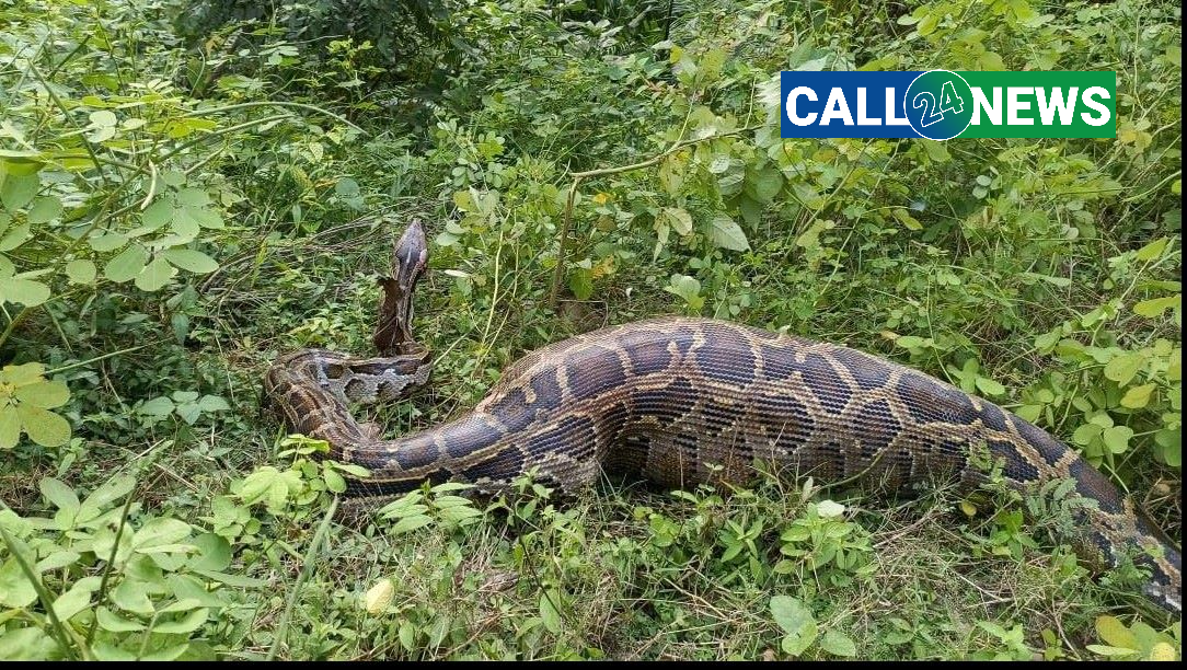 कञ्चनपुरको बेलौरीबाट अजिङ्गरको उद्धार